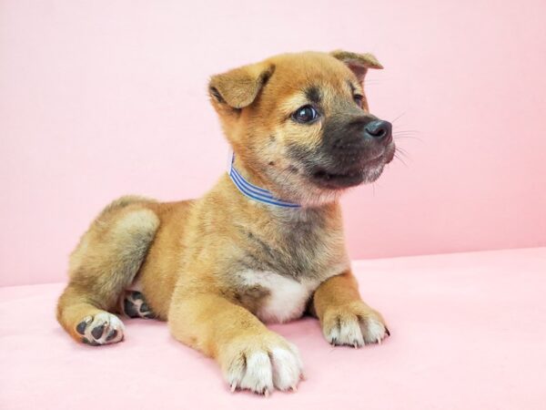 Shiba Inu-DOG-Male-Red Sesame-21818-Petland Scottsdale, Arizona