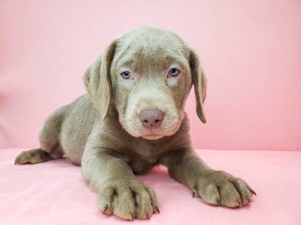 Labrador Retriever-DOG-Female-Silver-21811-Petland Scottsdale, Arizona