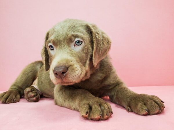 Labrador Retriever-DOG-Male-Silver-21812-Petland Scottsdale, Arizona
