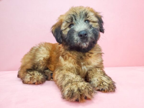 Soft Coated Wheaten Terrier-DOG-Male-Wheaten-21819-Petland Scottsdale, Arizona