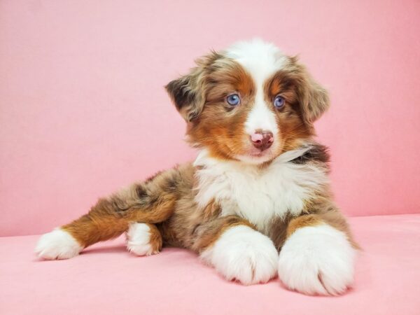 Miniature Australian Shepherd-DOG-Male-Red Merle-21806-Petland Scottsdale, Arizona