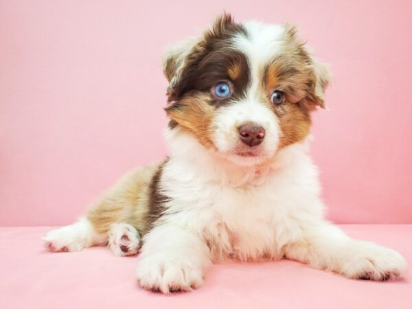 Miniature Australian Shepherd/Toy Australian Shepherd-DOG-Male-Red Merle-21804-Petland Scottsdale, Arizona