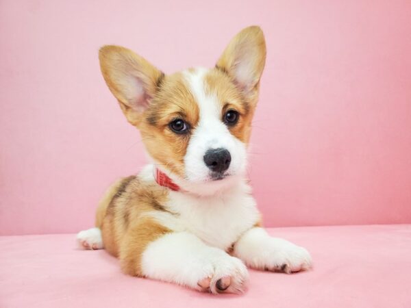 Pembroke Welsh Corgi-DOG-Female-Red-21815-Petland Scottsdale, Arizona