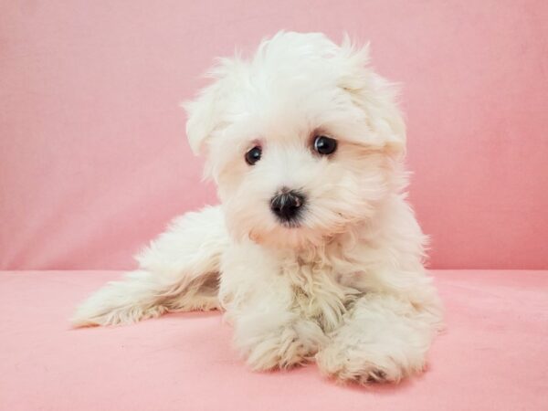 Maltese-DOG-Male-White-21814-Petland Scottsdale, Arizona