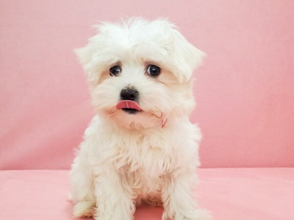 Maltese-DOG-Female-White-21813-Petland Scottsdale, Arizona