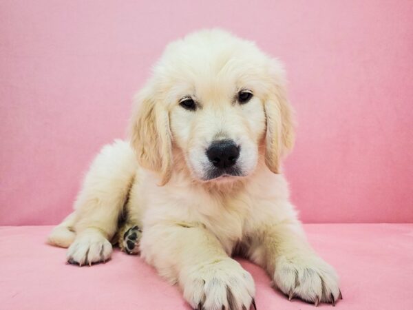Golden Retriever-DOG-Male-Golden-21826-Petland Scottsdale, Arizona