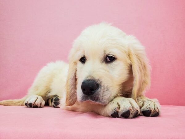 Golden Retriever DOG Male Golden 21827 Petland Scottsdale, Arizona