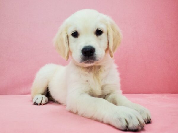 Golden Retriever-DOG-Female-Golden-21828-Petland Scottsdale, Arizona