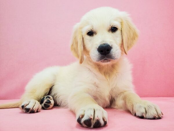 Golden Retriever-DOG-Female-Golden-21829-Petland Scottsdale, Arizona