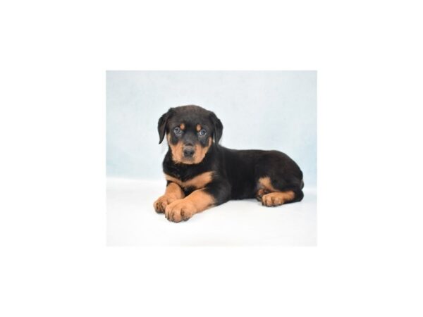 Rottweiler-DOG-Female-Black and Mahogany-21837-Petland Scottsdale, Arizona