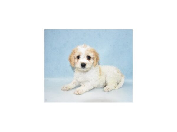 Bichon Frise/Poodle-DOG-Female-Red and White-21846-Petland Scottsdale, Arizona