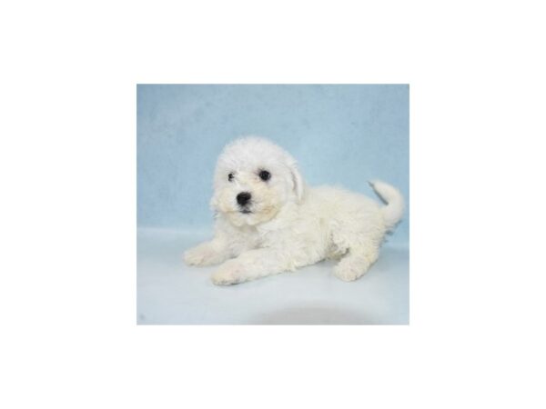 Bichon Frise-DOG-Female-White-21845-Petland Scottsdale, Arizona