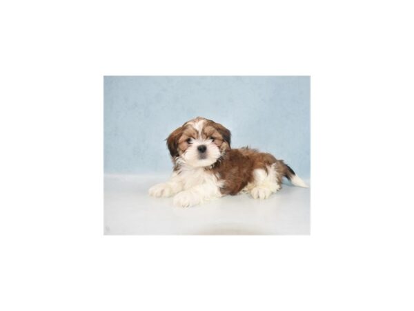 Lhasa Apso-DOG-Male-Red Gold-21834-Petland Scottsdale, Arizona