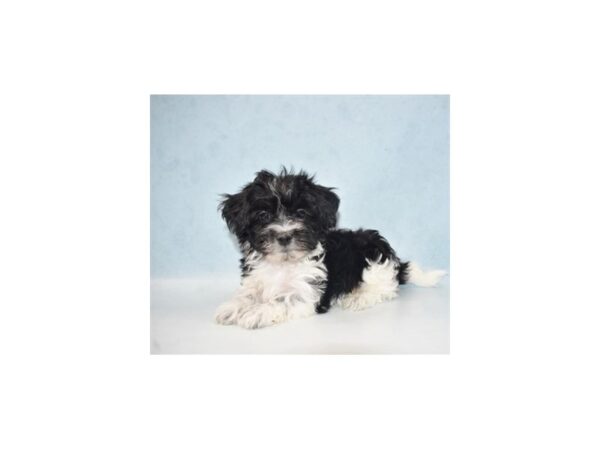 Havanese-DOG-Male-Black and White-21832-Petland Scottsdale, Arizona