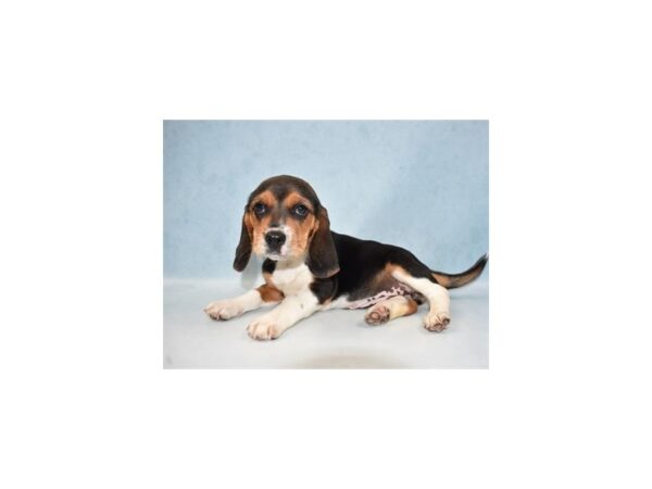 Beagle-DOG-Female-Black Tan and White-21844-Petland Scottsdale, Arizona