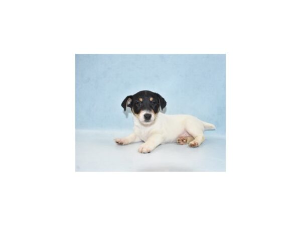 Jack Russell Terrier-DOG-Female-White Black and Tan-21841-Petland Scottsdale, Arizona