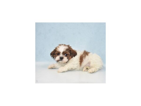 Shih Tzu-DOG-Male-Gold and White-21839-Petland Scottsdale, Arizona