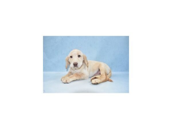Labrador Retriever-DOG-Male-Yellow-21833-Petland Scottsdale, Arizona