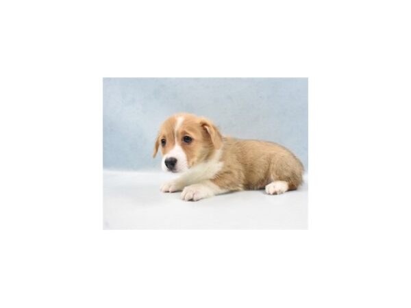 Pembroke Welsh Corgi-DOG-Female-Red-21836-Petland Scottsdale, Arizona