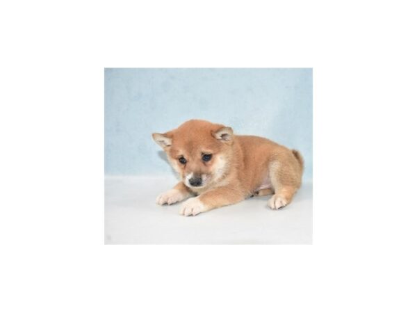 Shiba Inu-DOG-Male-Red Sesame-21838-Petland Scottsdale, Arizona