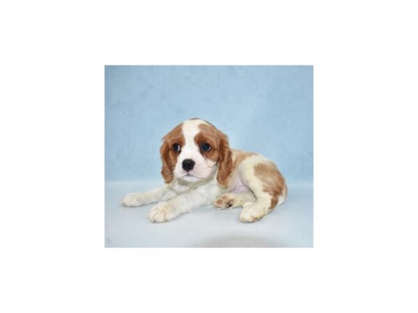 Cavalier King Charles Spaniel-DOG-Male-Blenheim-21830-Petland Scottsdale, Arizona