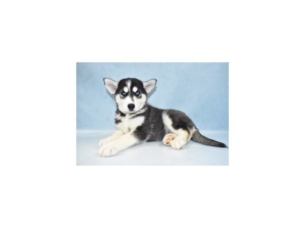 Siberian Husky-DOG-Male-Black Grey and White-21840-Petland Scottsdale, Arizona