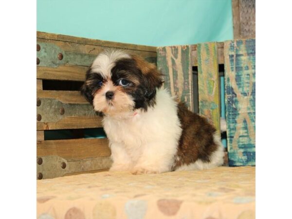 Shih Tzu-DOG-Female-White / Gold-21860-Petland Scottsdale, Arizona