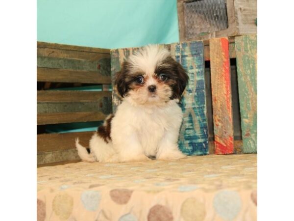 Shih Tzu-DOG-Female-White / Gold-21861-Petland Scottsdale, Arizona