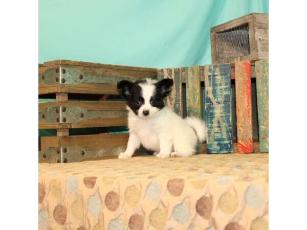 Papillon-DOG-Male-White / Black-21856-Petland Scottsdale, Arizona