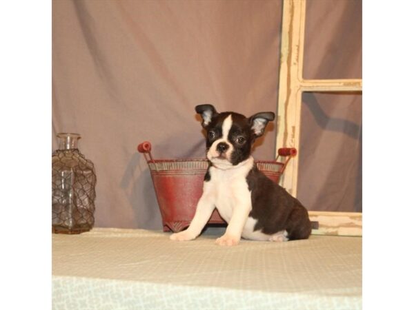 Boston Terrier-DOG-Female-Black Brindle-21851-Petland Scottsdale, Arizona