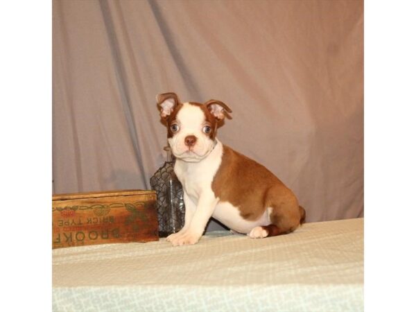 Boston Terrier-DOG-Male-Seal-21852-Petland Scottsdale, Arizona