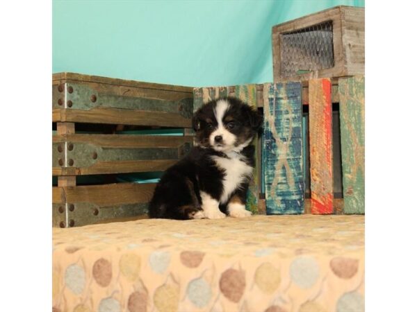 Miniature Australian Shepherd/Toy Australian Shepherd-DOG-Female-Black-21849-Petland Scottsdale, Arizona