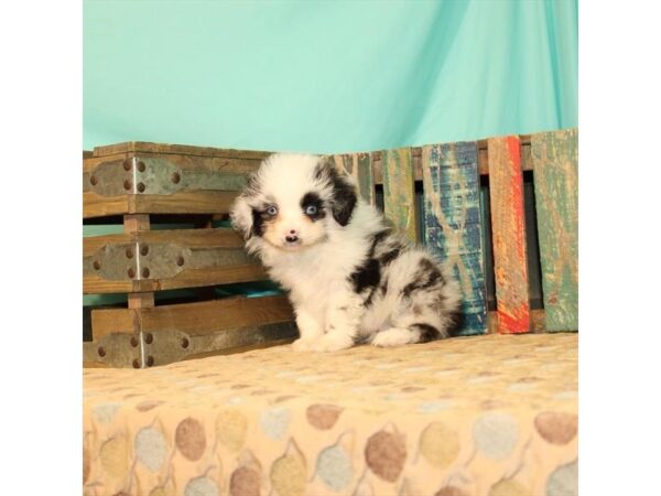 Miniature Australian Shepherd/Toy Australian Shepherd-DOG-Male-Blue Merle-21850-Petland Scottsdale, Arizona