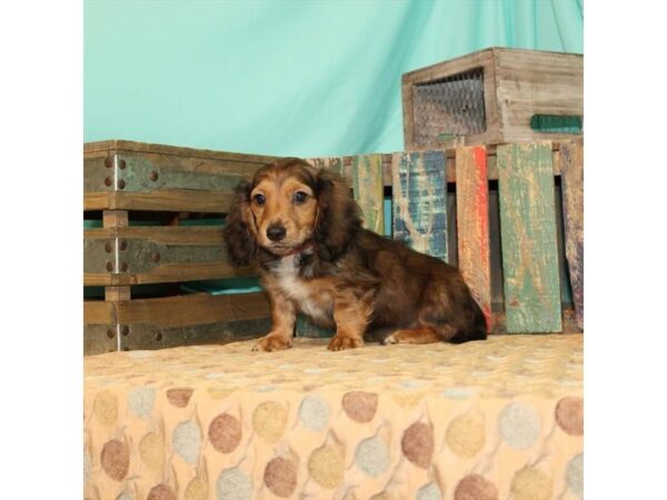 Dachshund-DOG-Male-Red Sable-21863-Petland Scottsdale, Arizona
