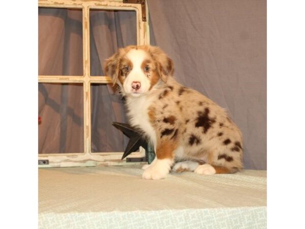 Australian Shepherd-DOG-Female-Chocolate Merle-21848-Petland Scottsdale, Arizona