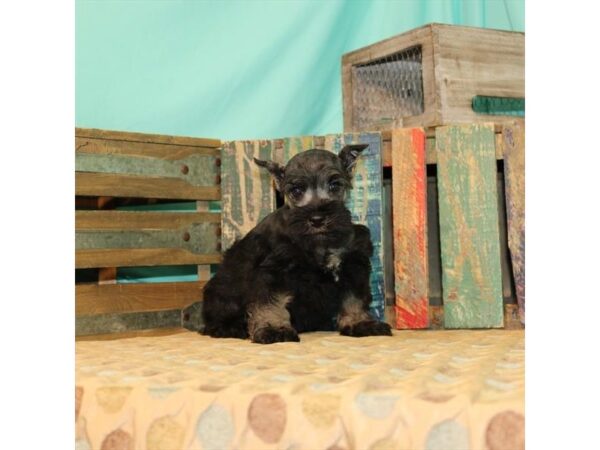 Miniature Schnauzer-DOG-Male-Black / Silver-21855-Petland Scottsdale, Arizona
