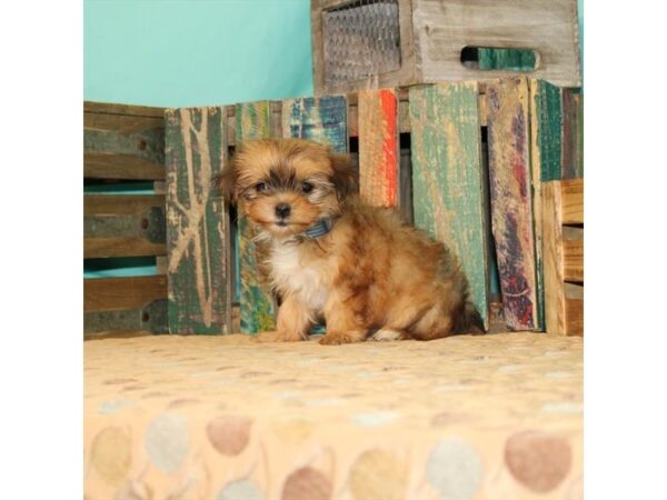 Maltese/Yorkshire Terrier-DOG-Female-Gold-21870-Petland Scottsdale, Arizona