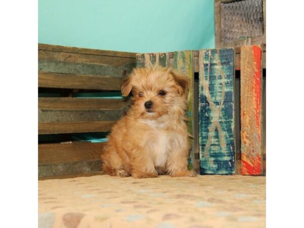 Maltese/Yorkshire Terrier-DOG-Male-Gold-21871-Petland Scottsdale, Arizona
