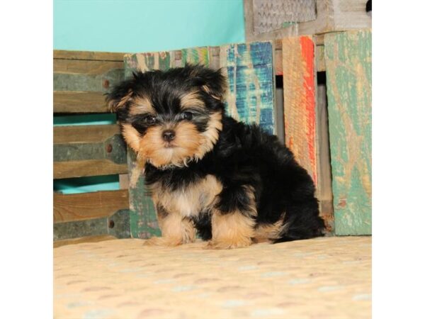 Maltese/Yorkshire Terrier-DOG-Male-Black / Tan-21872-Petland Scottsdale, Arizona