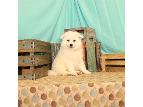 American Eskimo Dog-DOG-Male-White-21847-Petland Scottsdale, Arizona
