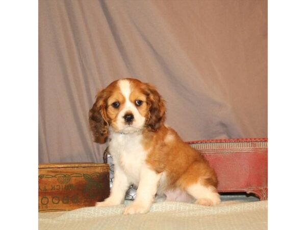 Cavalier King Charles Spaniel/Cocker Spaniel-DOG-Male-Red Roan-21866-Petland Scottsdale, Arizona