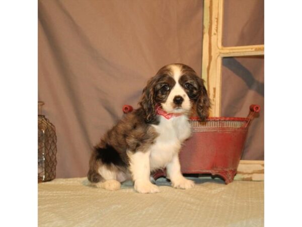 Cavalier King Charles Spaniel/Cocker Spaniel DOG Female Blue Roan 21867 Petland Scottsdale, Arizona