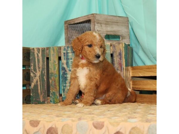 F1B Mini Goldendoodle-DOG-Male-Red-21868-Petland Scottsdale, Arizona