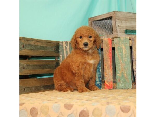 F1B Mini Goldendoodle-DOG-Female-Red-21869-Petland Scottsdale, Arizona