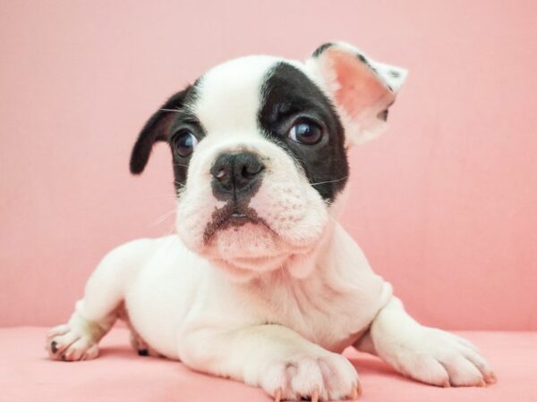 French Bulldog-DOG-Male-Black and White-21831-Petland Scottsdale, Arizona
