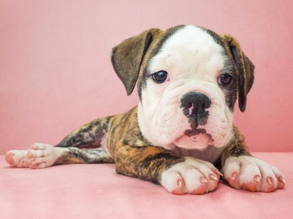 Old English Bulldog-DOG-Female-Fawn Brindle and White-21842-Petland Scottsdale, Arizona