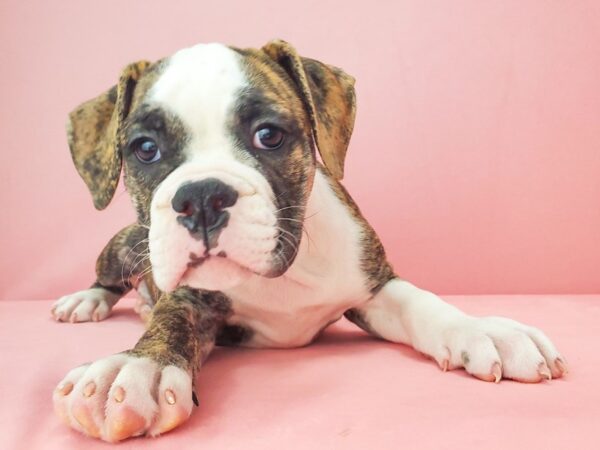 Old English Bulldog-DOG-Female-Fawn Brindle and White-21843-Petland Scottsdale, Arizona