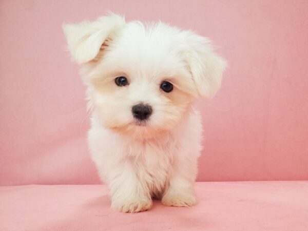 Maltese-DOG-Female-White-21835-Petland Scottsdale, Arizona