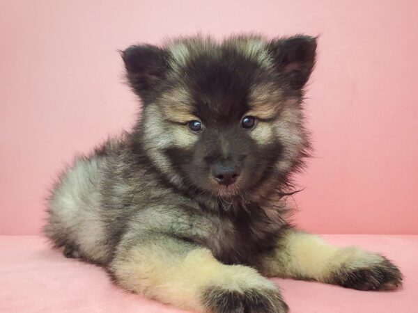 Keeshond-DOG-Male-Silver / Black-21865-Petland Scottsdale, Arizona