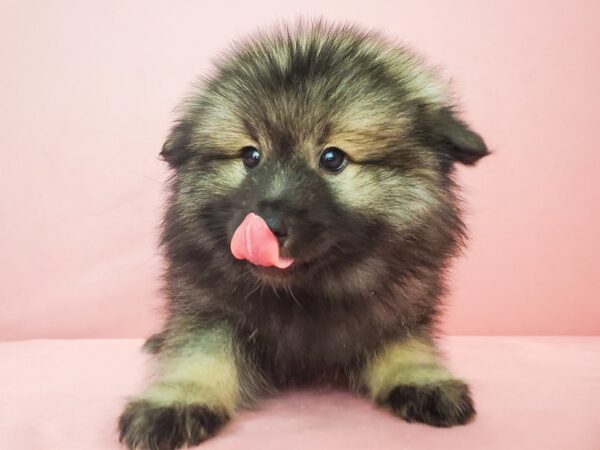 Keeshond-DOG-Female-Silver / Black-21864-Petland Scottsdale, Arizona